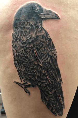 Black and grey crow 