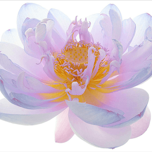 Lotus flower pink blue white 