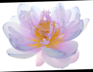 Lotus pink blue white full flower