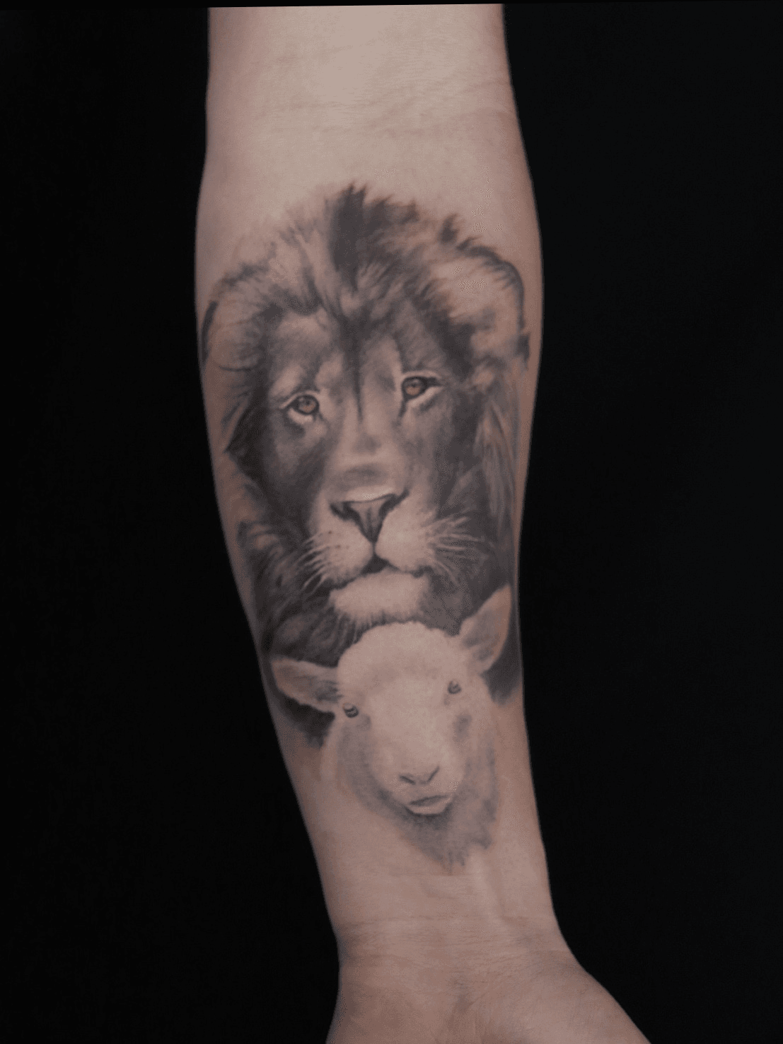 Beautiful Lion and Lamb Tattoo Idea
