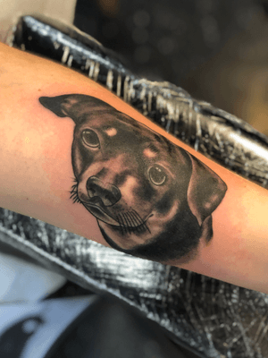 Dog portrait 