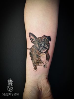 Who's a good boy? Ziggy! 😍🐶 #tattoo #dogtattoo #dogportrait #colortattoo #armtattoo #pitbull #pitbulltattoo #realismtattoo #colorrealismtattoo #doggo #realistictattoo #intenzepride #intenze #inkedmag #cheyenne #tattoolove #tattoodesign #tattooing #tattoosofinstagram #tattooideas #inked #tatts #tattoostyle #tattooart #tattooartist #tattoostudio #pineappleartandtattoo #maribor