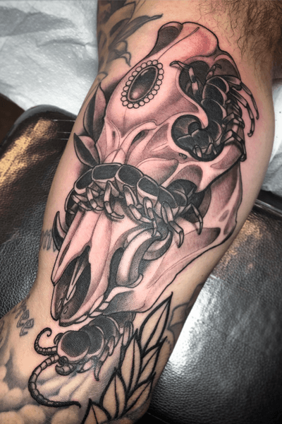 Wild board skull with centipede designed and tattooed by Kevin Farrand 