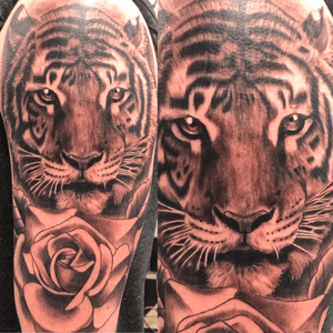 Tiger and rose piece to start a sleeve 