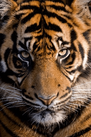 African Siberian Tiger
