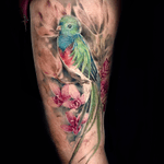 Beautiful Quetzal Parrot for beautiful people🦜 @ingrid.arevalo #tattoo #toronto #torontotattoo #torontotattoo #torontolife #quetzalcoatltattoo #quetzaltenango #quetzal #birdtattoo#artist #art #tattooist
