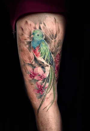Beautiful Quetzal Parrot for beautiful people🦜  @ingrid.arevalo #tattoo #toronto #torontotattoo #torontotattoo #torontolife #quetzalcoatltattoo #quetzaltenango #quetzal #birdtattoo#artist #art #tattooist