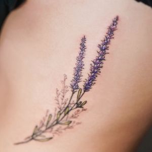 ✧ Lavender 💐✧