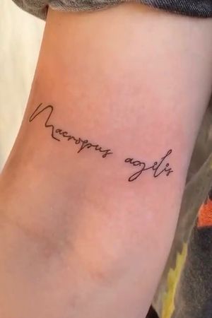 Tattoo uploaded by Lucy Jane Dickens • Agile wallaby in Latin • Tattoodo Tattoo uploaded by Lucy Jane Dickens • Agile wallaby in Latin • Tattoodo