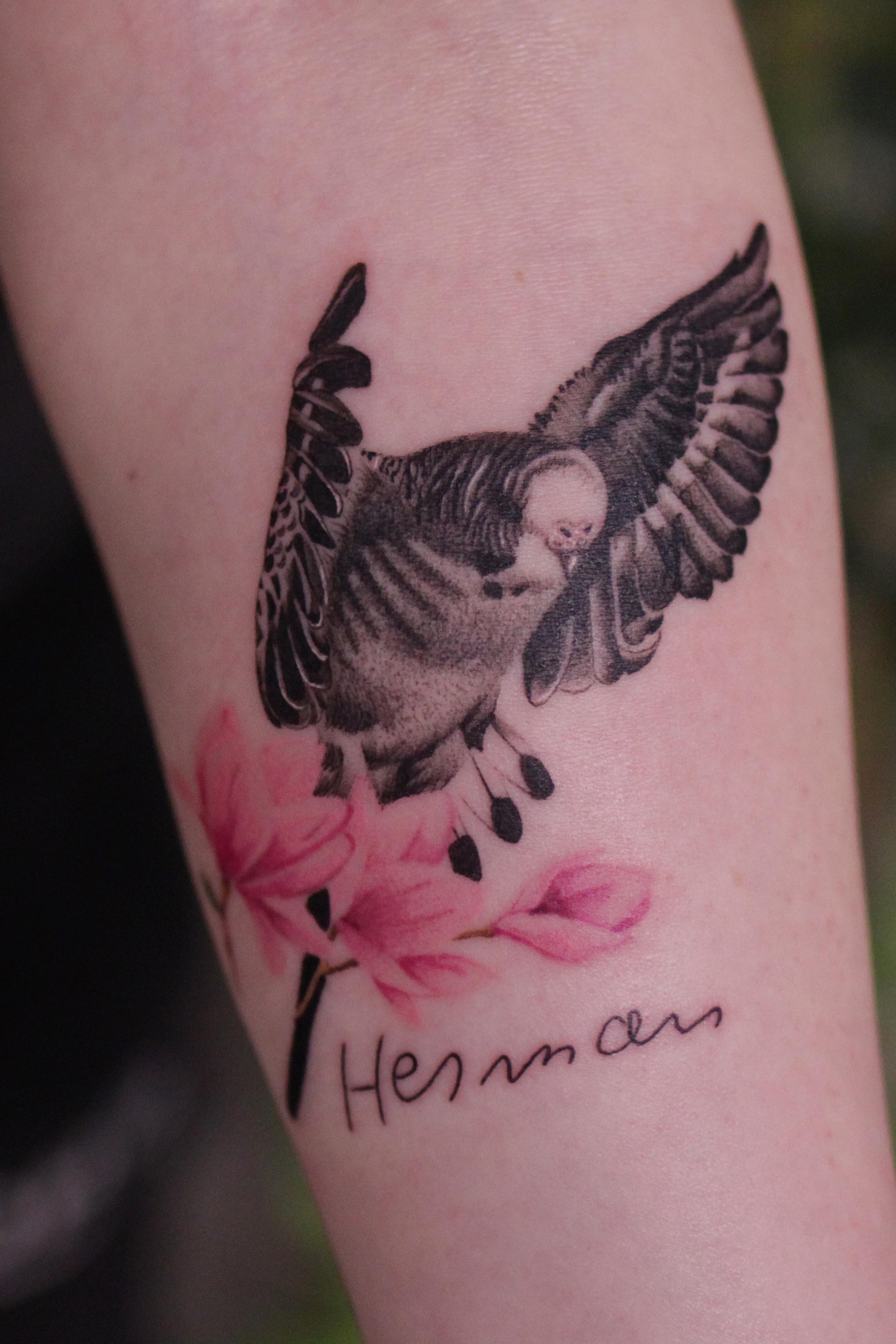 Tattoo uploaded by Architex • Parakeet tattoo • Tattoodo Tattoo uploaded by Architex • Parakeet tattoo • Tattoodo