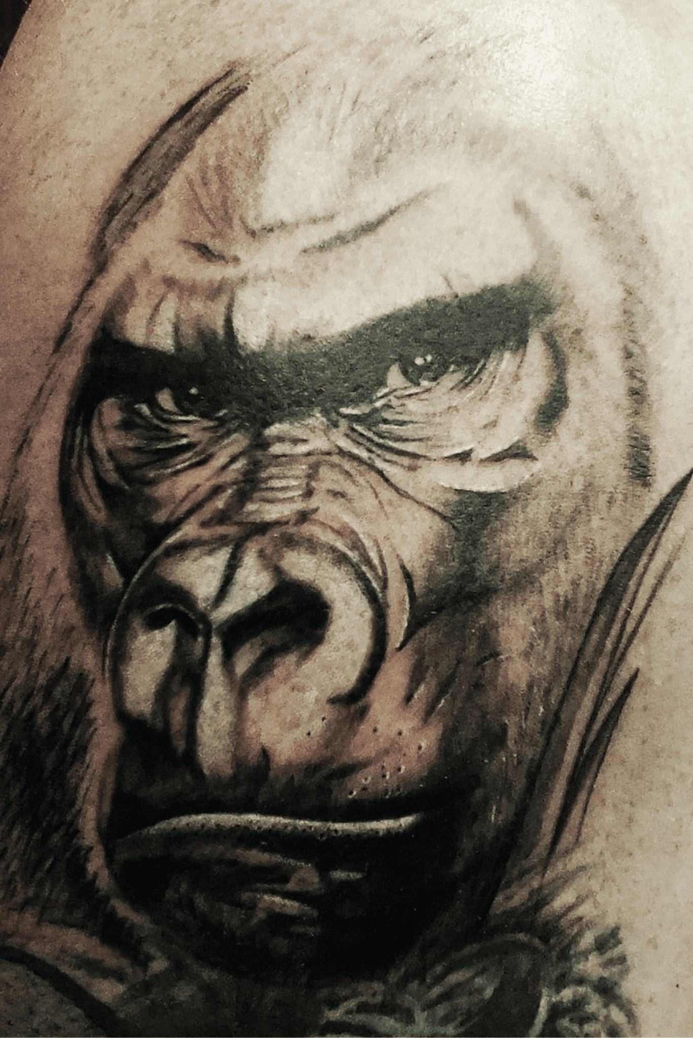 Tattoo Gorilla Images  Browse 8000 Stock Photos Vectors and Video   Adobe Stock