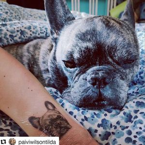 Dog portrait after 2 days. #singleneedle #dogtattoo #dogtattoos #frenchie  #frenchbulldog #frenchbulldogtattoo #portraittattoo#instatattoo #colortattoo #ankletattoo #girlswithtattoos  #tattoostudio #tattooedgirls  #photooftheday #singleneedletattoo #tattoogirl #tattoodo #tattoolove #inkspiration #bodyart #finelinetattoo #singleneedletattoo