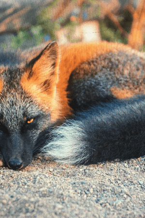 A fox with a rare skin condition - absolutely magical!