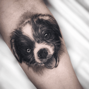 Puppy portrait 