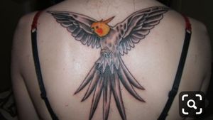 Back cockatiel bird