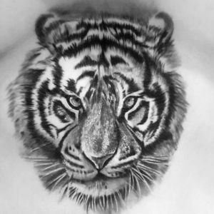 Un beau tatouage réalisé le 18juin 2019 chez Apollon réalism en Alsace Il représente un tigre de Sumatra #tiger #tigre #blackandgreytattoo #blackandgrey #wild #beautifultattoo #beautifulGirl #Savage #noir #sauvage 