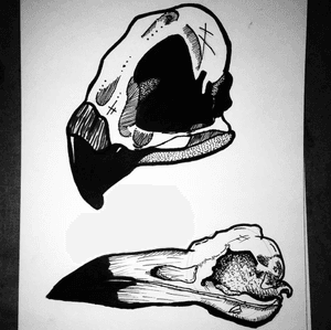 Flash sheet: A study of bird skull. 