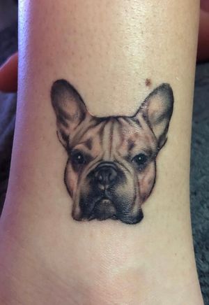 Frenchie micro portrait 