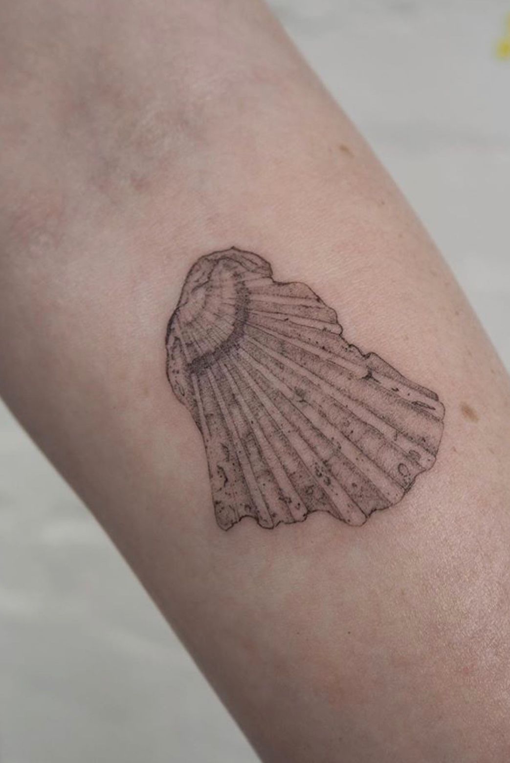 Seashell Tattoo Meaning