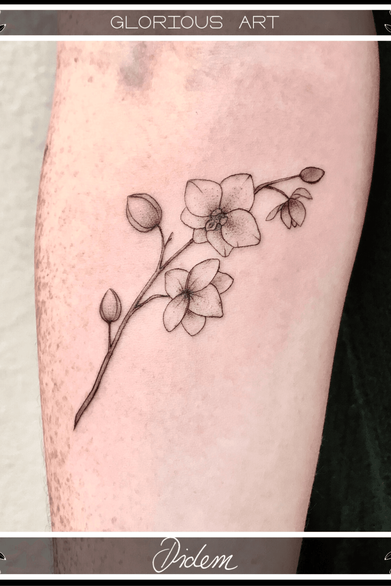Wildflowers  Fine Line Tattoo on Instagram Orchid flower for Elise   Thank you for claiming one of my flash design wildflowertattoo  orchidtattoo orchidlover blacklinetattoo