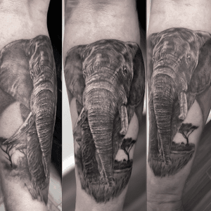 Elephant elefante tattoo black and grey 