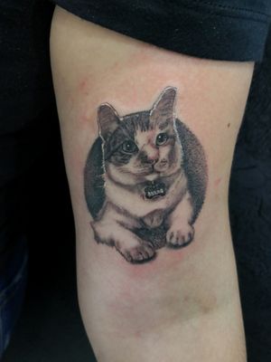 Mini cat tattoo #tattoos #tattoooftheday #tattooworld #tattoowork #thebesttattooartist #tattoodesing #tattedskin #modafit #blackink #sullen #tattooartist #h2ocean #dermanumb #panamacity #brisasmall #pasionporlatinta #ptyink #instatattoo 