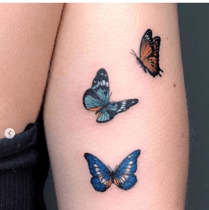 #butterflies #butterfly