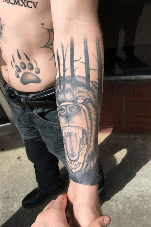Healed black and grey bear with forest scenery! Part 1
