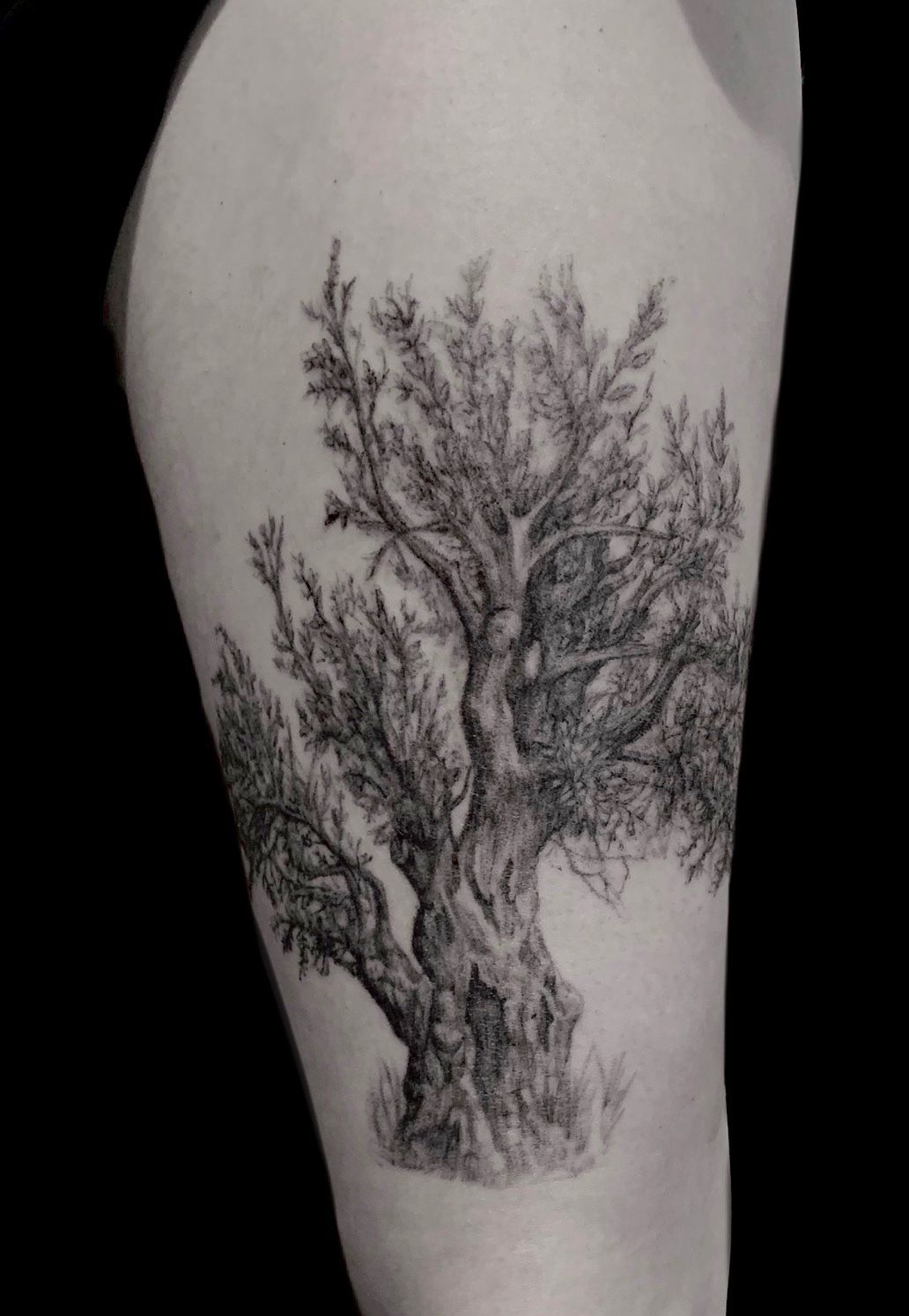 Tattoo uploaded by J • Olive tree • Tattoodo