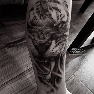 Tiger on outer calf 