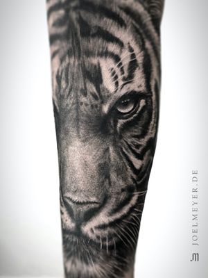 Tiger Realistic Tattoo Black and Grey Joel Meyer