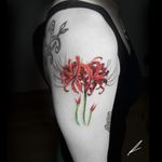 Instagram: rusty_hst Spider lily #colorrealism #realism #flower #spiderlily