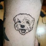 Dog portrait —- also on ig as uglyblacksheep 