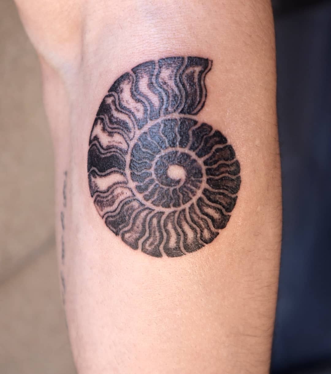 nautilus #tattoo #tattooflash #tattoolife #blacktattooart #blacktattoomag |  Tattoos, Kunst, Zeichnen