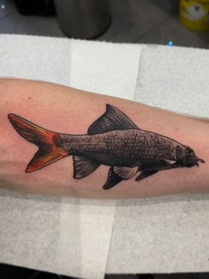 • Red-tailed black shark • realistic piece by our resident @roudolf.dimov.art 🦈 For bookings and info:•🌐 https://southgatetattoo.co.uk/booking/•📧 info@southgatetattoo.co.uk •📱07456415895‬(WhatsApp only) ⚡️⚡️⚡️#redtailedblackshark #realisitictattoo #forearmtattoo #fishtattoo #favouritefish #northlondon #southgate #london #northlondontattoo #SGTattoo #londontattoo #southgatetattoo #southgatesgtattoo #shark #sharktattoo 