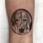 Beagle #tattoo #beagle #beagletattoo #tattoodog #dogtattoo #dog #tattoodo #tattoodobr