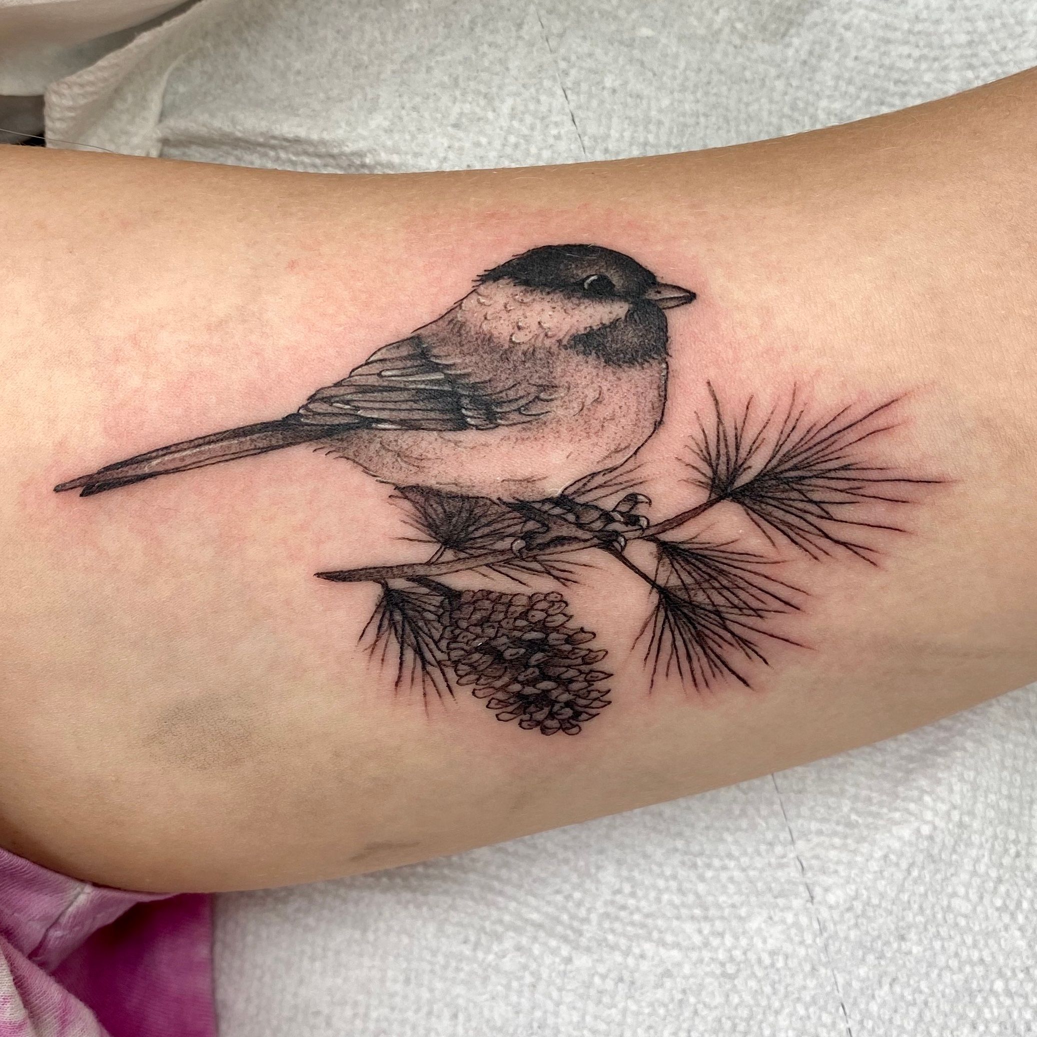 Ida Törnqvist | Lil chickadee 🥰 #tattoo #birdtattoo #chickadee  #chickadeetattoo #blackberry #blackberrytattoo #berrytattoo #colortattoo  #colourtattoo... | Instagram