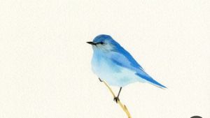 Watercolor bluebird for Left shoulder, maybe with cherry blossom
