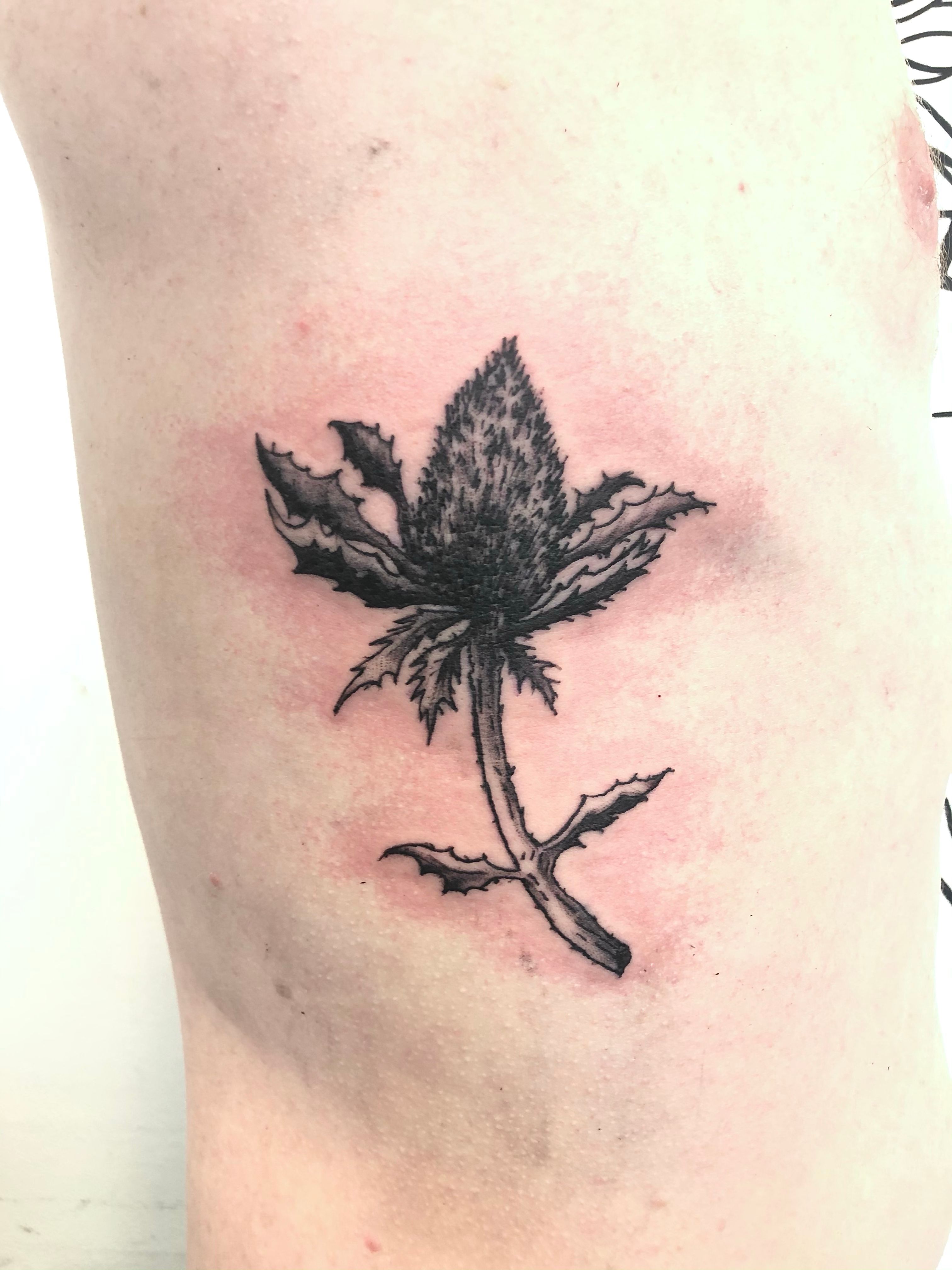 Holly Berry Tattoo - Leaf 🌿 Tattoo Design - YouTube