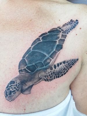 Sea turtleCover up 