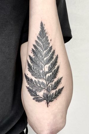 // Sketched ferns leaf. 