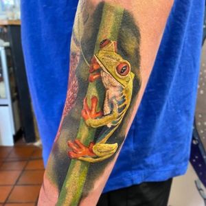 Colour realism tree frog 