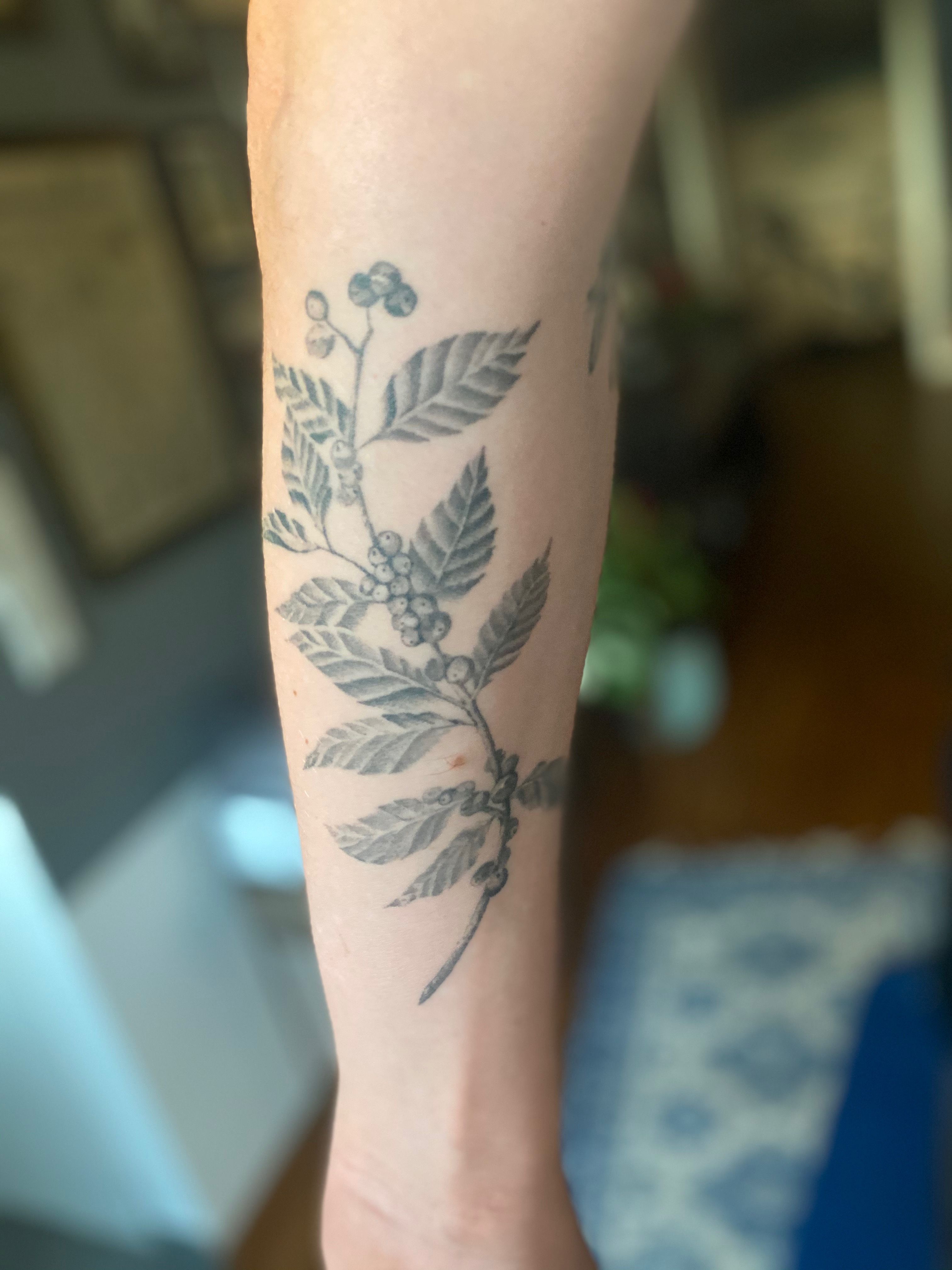 Eucalyptus Vine Tattoo | TikTok