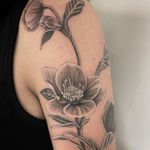 #tattoo #tatouage #tattoooftheday #hellebore #helleboretattoo #flowers #flowertattoo #realistictattoo #realism #realistic #realisticink #realisticflower #kwadron #sunskin #lausanne #tattoolausanne 