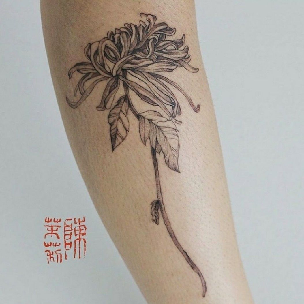 FRANSWAZZ  Flower drawing Small tattoo designs Astrantia flower