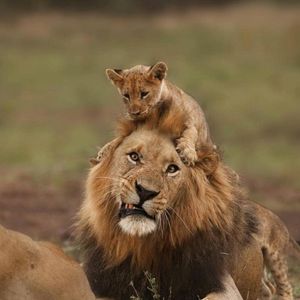 African with the King Lion 