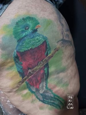 Healed Quetzal tattoo. 