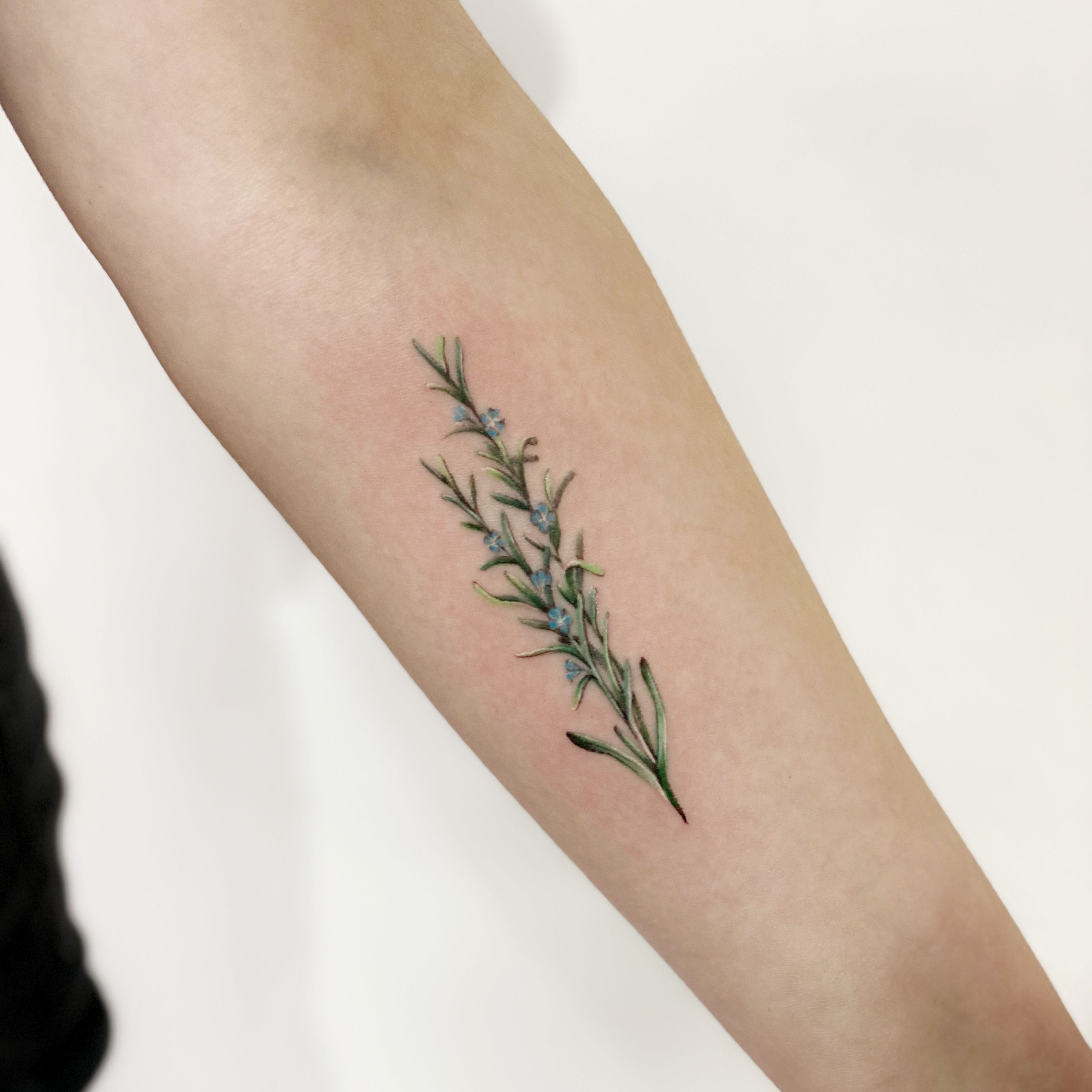 Rosemary - Rosemary - Rosemary - Flowering Rosemary Tattoo PNG Transparent  With Clear Background ID 227187 | TOPpng