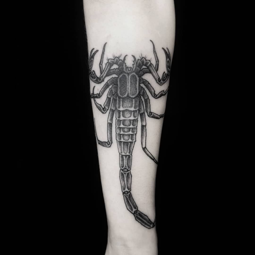 Tiny Scorpion Temporary Tattoo - Set of 3 – Tatteco