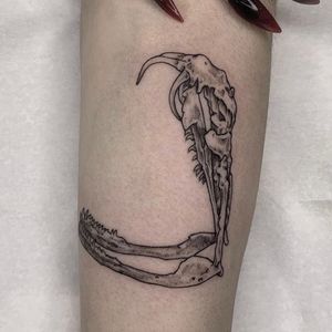 Gaboon Viper skull by Jamie Draven